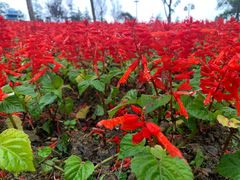 -铁山坪森林公园