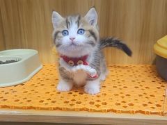 -欣宠猫屋·矮脚拿破仑·蓝金金渐层