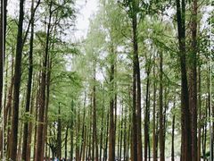 -上海共青森林公园