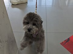 -瑞派宠物医院·24h·骨外科·皮肤科·全科宠物医疗转诊中心(沈阳浑南院)