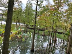 -昆山城市生态森林公园