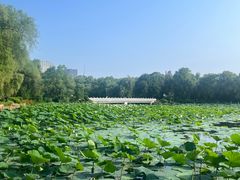 -长春市南湖公园