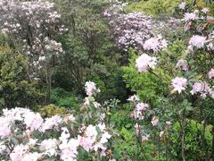 -梧桐山风景名胜区