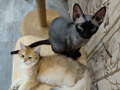 -楼上猫咖(罗湖店)