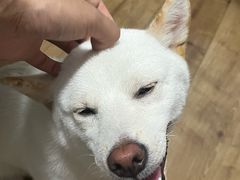 -利又安动物医院··老年病·猫科犬科·中兽医