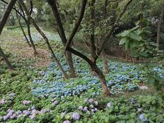 -临平公园(临平街道)