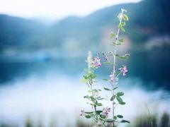 -丽江泸沽湖景区-里格半岛