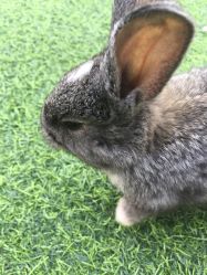 -萌宠亲子动物乐园(槐房万达店)