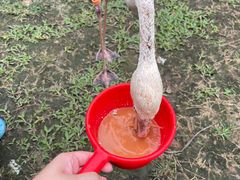 -广州长隆飞鸟乐园