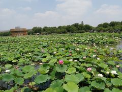 -荷塘月色湿地公园·向阳花洲