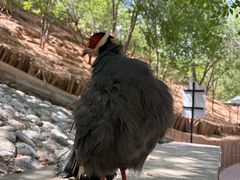 -青藏高原野生动物园