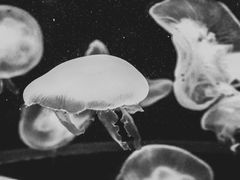 -太平洋海底世界