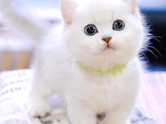 -十年猫舍·猫咪专门店(普陀店)