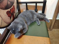 -李小姐の猫咖啡馆(五角场店)