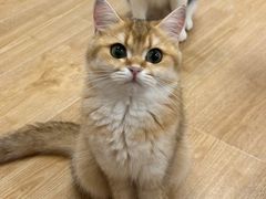 -有喵·猫咖·狗咖·30几只猫10只小狗(岗厦店)