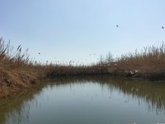 -泗洪洪泽湖湿地景区