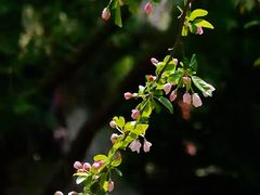 -海棠花溪(元大都城垣遗址公园)