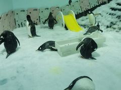 -正佳极地海洋世界