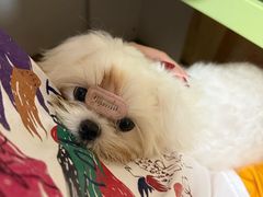 -瑞派康怡24h宠物医院·犬猫医疗中心·微创绝育(瑞景分院)
