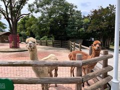 -苏州太湖西山岛开心农场