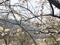 -广州市流溪河国家森林公园