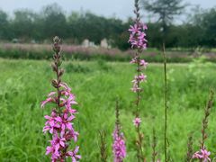 -永定河休闲森林公园