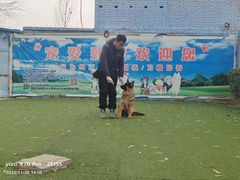 -宠物寄养训练学校
