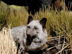 -陕西自然博物馆