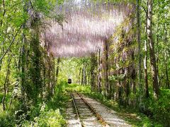 -合肥滨湖国家森林公园