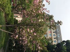 iphone_upload_pic-上海瑞金洲际酒店
