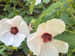 -上海滨江森林公园