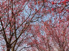 -武汉紫薇都市田园