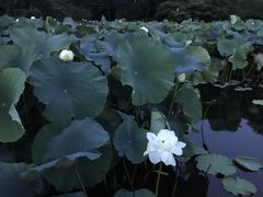 -嘉定紫藤园