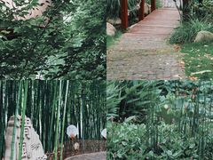 -陈家山荷花公园