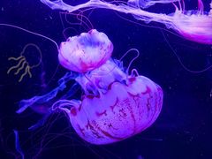 -珠海长隆海洋王国