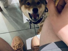 -柴务处·柴犬主题狗咖