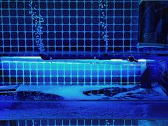 -镹·鱼料理  国产鱼使用店