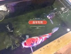点击看大图 -鳌首刺青纹身 穿孔饰品店