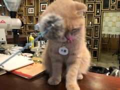 -咖法森林·咖啡  酒吧(天河店)