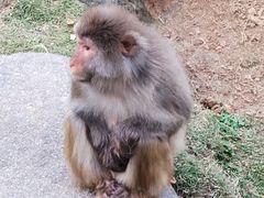 -武汉紫薇都市田园