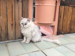 -喵屿·大理花园猫咖