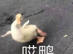 -老爆肚满五香烧牛羊肉