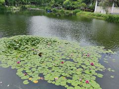 -金银湖国家城市湿地公园