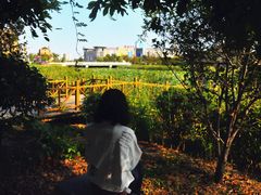 -五里湖湿地公园