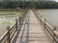 -大湾区中央湿地公园