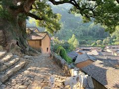 -杨家堂村