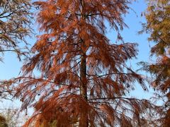 -上海长兴岛郊野公园