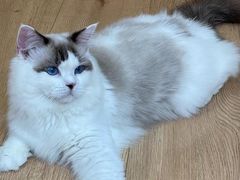 -是阿柴呀！柴犬咖啡·爱喵喵猫咖