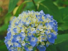 -合肥滨湖国家森林公园