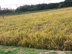 -嘉北郊野公园